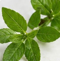 Plant-Based Capsule